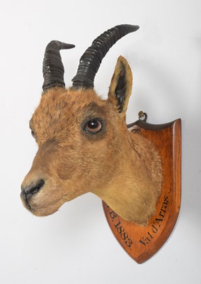 Lot 1 - Taxidermy: A Juvenile Alpine Ibex (Capra ibex),...