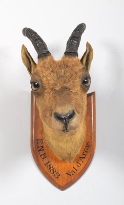 Lot 1 - Taxidermy: A Juvenile Alpine Ibex (Capra ibex),...