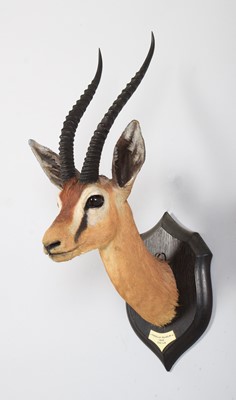 Lot 49 - Taxidermy: Pelzeln's Gazelle (Gazella...
