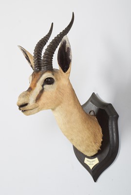 Lot Taxidermy: A Rare Speke's Gazelle (Gazella...