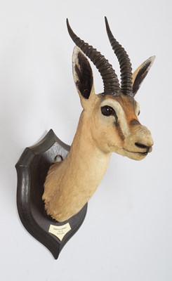 Lot 34 - Taxidermy: A Rare Speke's Gazelle (Gazella...