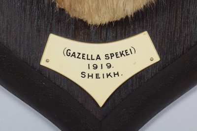Lot 34 - Taxidermy: A Rare Speke's Gazelle (Gazella...