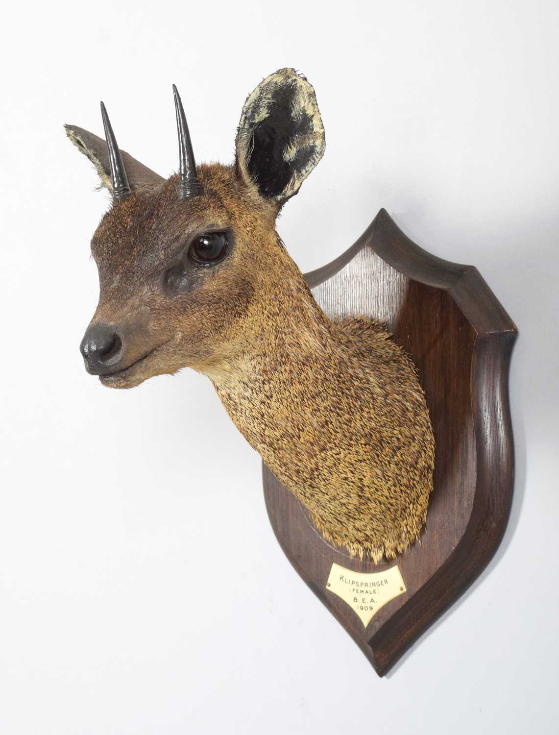 Lot 17 - Taxidermy: Maasai Klipspringer (Oreotragus...