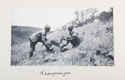 Lot 17 - Taxidermy: Maasai Klipspringer (Oreotragus...