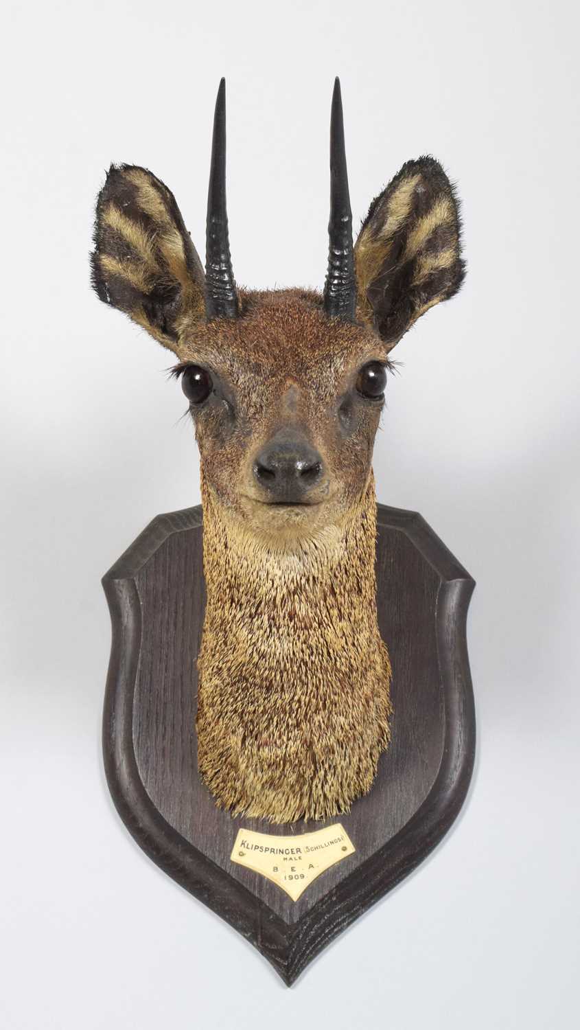 Lot 19 - Taxidermy: Maasai Klipspringer (Oreotragus...