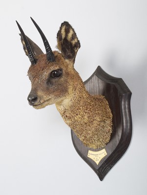 Lot 19 - Taxidermy: Maasai Klipspringer (Oreotragus...