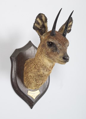 Lot 19 - Taxidermy: Maasai Klipspringer (Oreotragus...