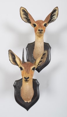 Lot 18 - Taxidermy: A Pair of East African Steenbok...