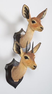 Lot 18 - Taxidermy: A Pair of East African Steenbok...
