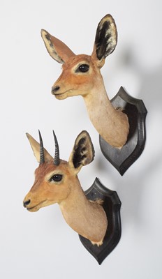 Lot Taxidermy: A Pair of East African Steenbok...