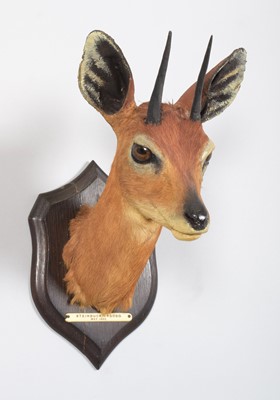 Lot 5 - Taxidermy: South African Steenbok (Raphicerus...