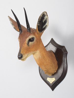 Lot 20 - Taxidermy: East African Steenbok (Raphicerus...