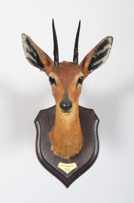 Lot 20 - Taxidermy: East African Steenbok (Raphicerus...