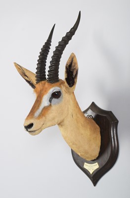 Lot 33 - Taxidermy: Red-fronted Gazelle (Eudorcas...