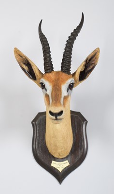 Lot 33 - Taxidermy: Red-fronted Gazelle (Eudorcas...