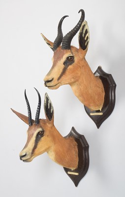 Lot 3 - Taxidermy: A Pair of South African Springbok...