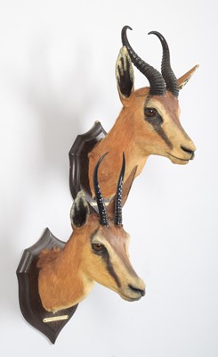 Lot 3 - Taxidermy: A Pair of South African Springbok...