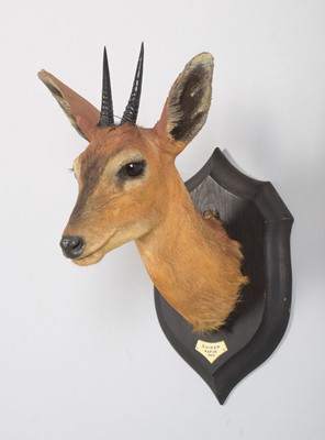 Lot 38 - Taxidermy: East African Bush Duiker...