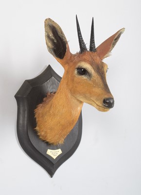 Lot 38 - Taxidermy: East African Bush Duiker...