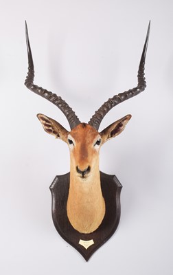 Lot Taxidermy: Common Impala (Aepyceros Melampus),...