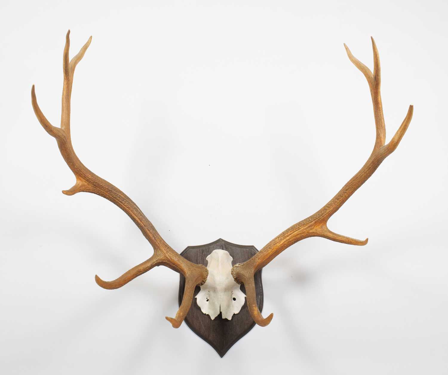 Lot 57 - Antlers/Horns: North American Wapiti or Elk...