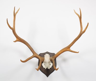 Lot Antlers/Horns: North American Wapiti or Elk...