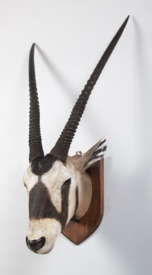 Lot 2 - Taxidermy: Gemsbok Oryx (Oryx gazella), late...