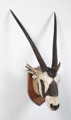 Lot 2 - Taxidermy: Gemsbok Oryx (Oryx gazella), late...