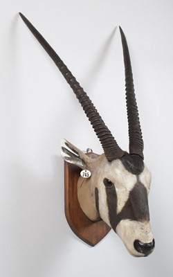 Lot Taxidermy: Gemsbok Oryx (Oryx gazella), late...