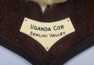 Lot 55 - Taxidermy: Uganda Kob (Kobus thomasi), circa...