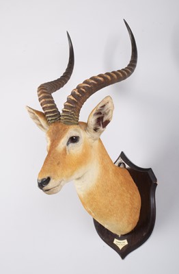 Lot 55 - Taxidermy: Uganda Kob (Kobus thomasi), circa...