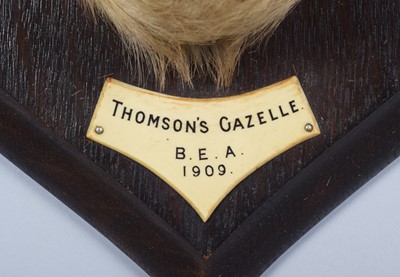 Lot 23 - Taxidermy: Thomson's Gazelle (Eudorcas...