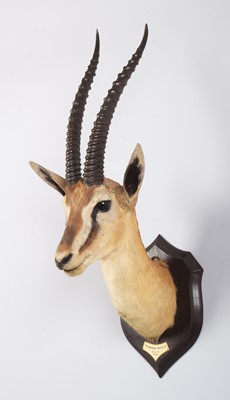 Lot Taxidermy: Thomson's Gazelle (Eudorcas...