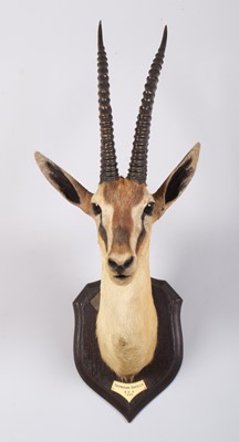 Lot 23 - Taxidermy: Thomson's Gazelle (Eudorcas...