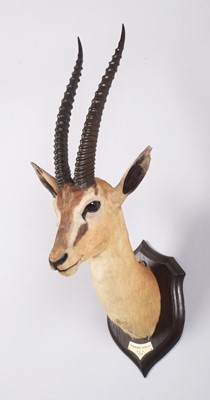 Lot 24 - Taxidermy: Thomson's Gazelle (Eudorcas...