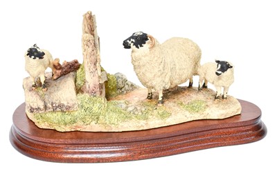 Lot 108 - Border Fine Arts 'Pair of Jacob Sheep'...