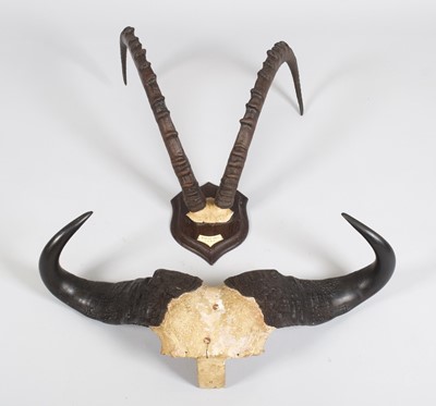 Lot 58 - Antlers/Horns: A Set of Nubian Ibex Horns and...