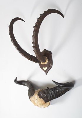 Lot 58 - Antlers/Horns: A Set of Nubian Ibex Horns and...