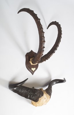 Lot 58 - Antlers/Horns: A Set of Nubian Ibex Horns and...