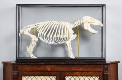 Lot 78 - Skeletons/Anatomy: A Cased Baby Hippopotamus...