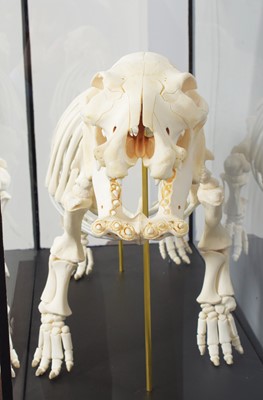 Lot 78 - Skeletons/Anatomy: A Cased Baby Hippopotamus...