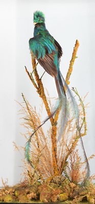 Lot 151 - Taxidermy: A Large Cased Resplendent Quetzal...