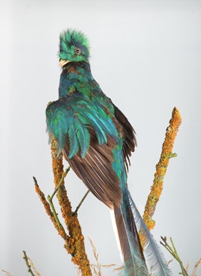 Lot 151 - Taxidermy: A Large Cased Resplendent Quetzal...