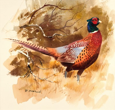 Lot 1058 - Rodger McPhail (b.1953) Cock pheasant in...