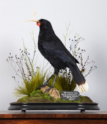 Lot 250 - Taxidermy: A Re-creation of "Colenso's" Huia...