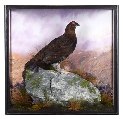 Lot 161 - Taxidermy: A Cased Red Grouse (Lagopus lagopus...