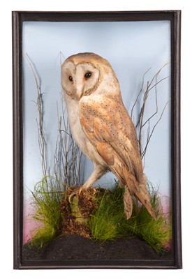Lot 252 - Taxidermy: A Cased Barn Owl (Tyto alba), circa...