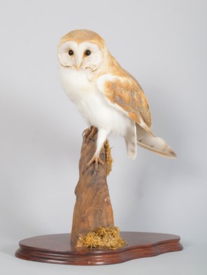 Lot 1100 - Taxidermy: European Barn Owl (Tyto alba),...