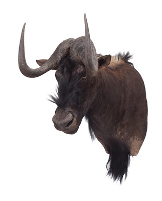Lot Taxidermy: Black Wildebeest (Connochaetes...