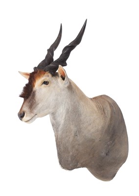 Lot 274 - Taxidermy: Common Eland (Taurotragus oryx),...